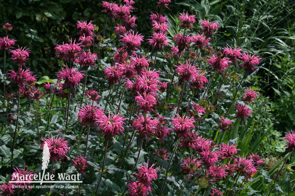 Monarda Vens Princess of the Dawn