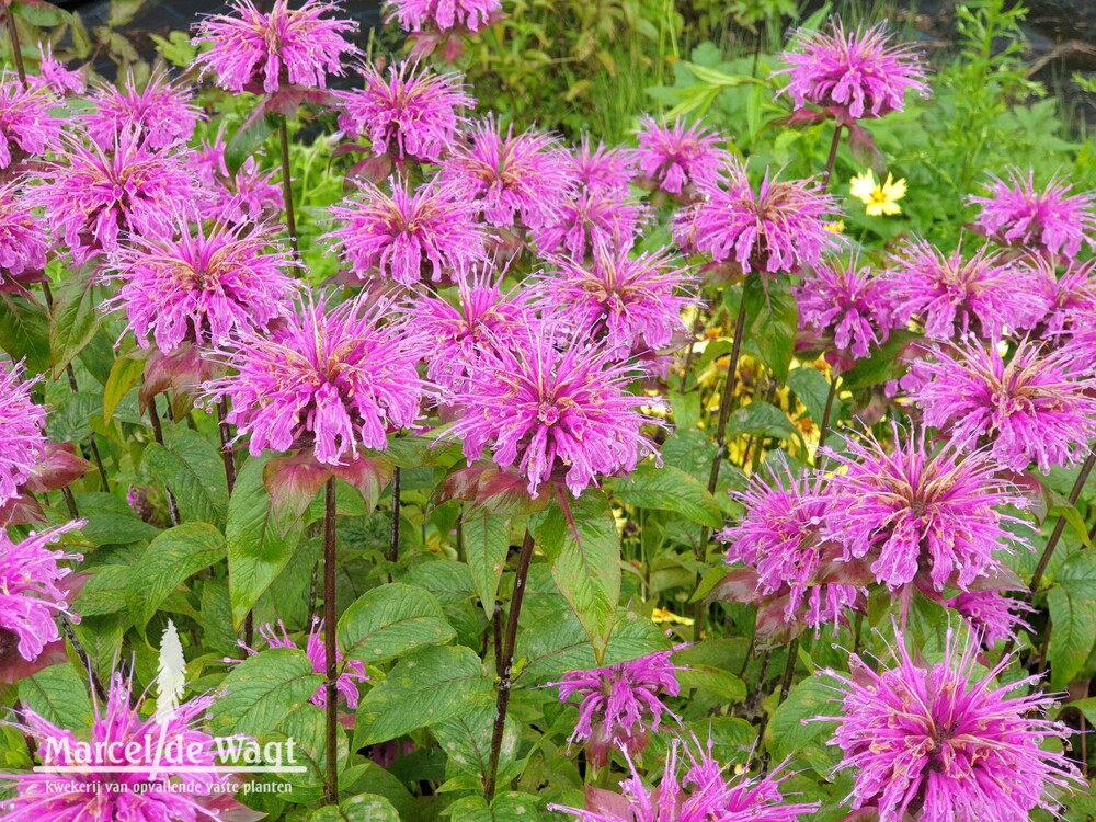 Monarda Vens Prins of the Morning