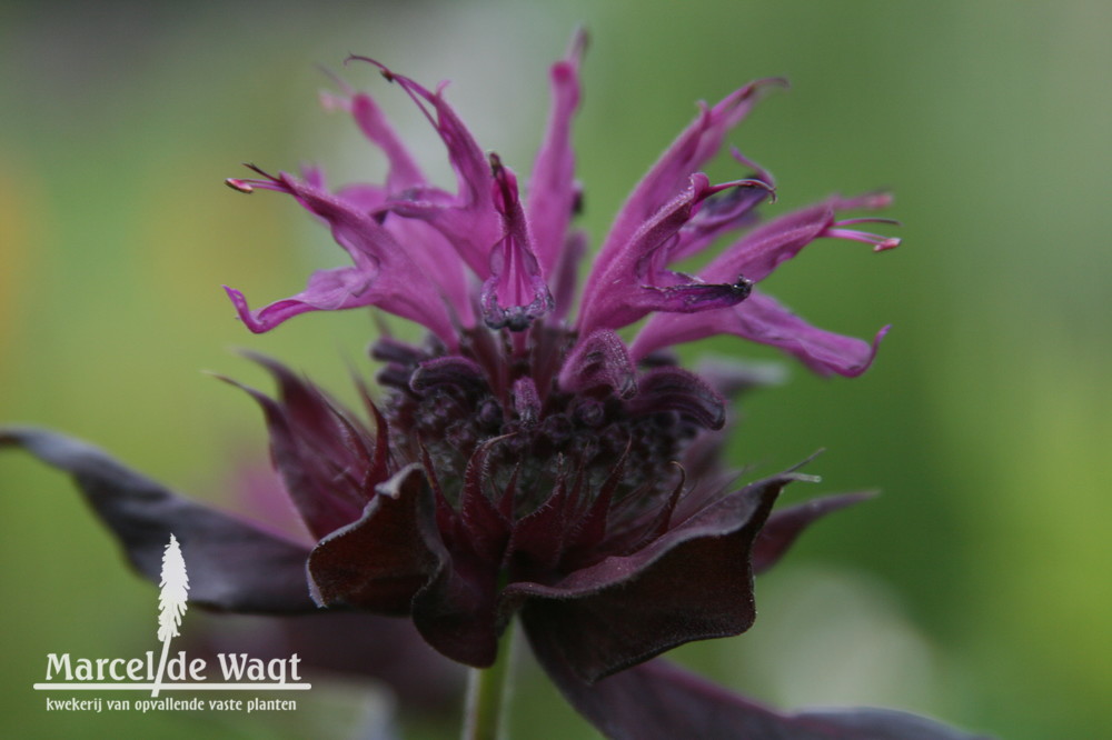Monarda Vens Queen of the Night