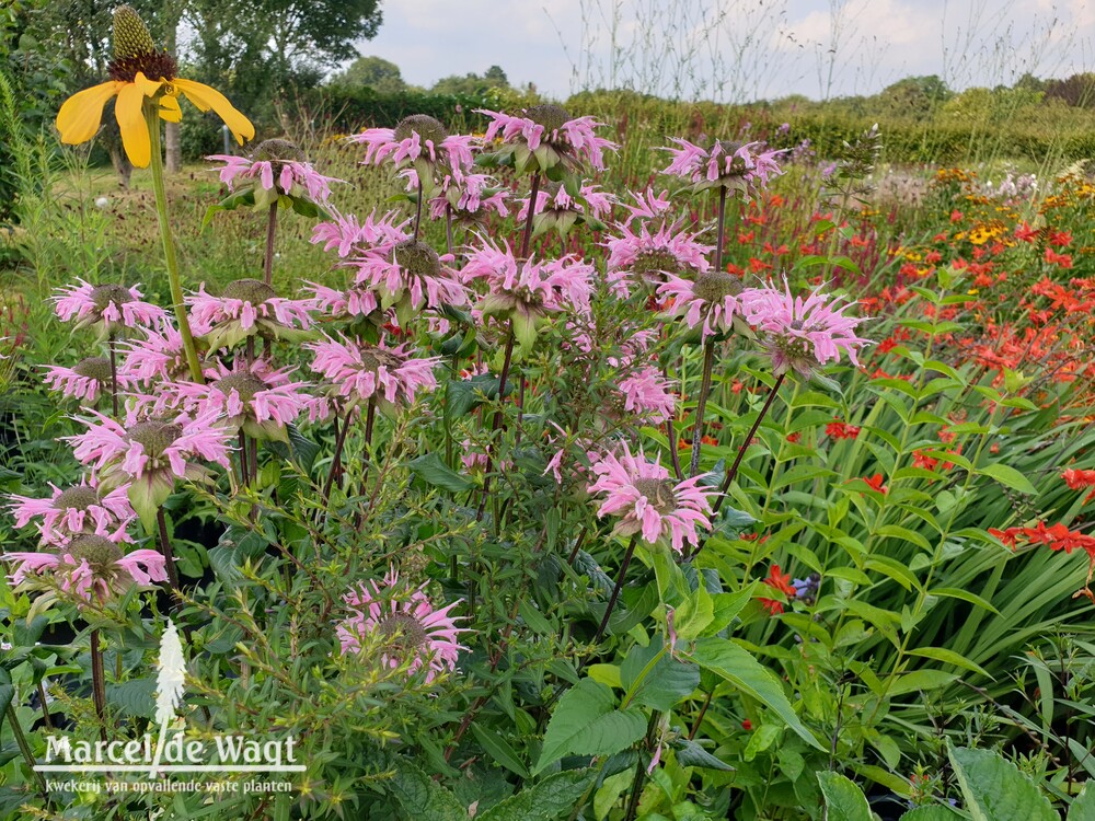 Monarda Vens Royal Aunties
