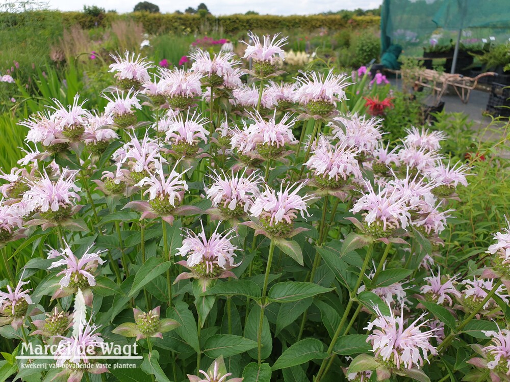Monarda Vens Royal Sisters