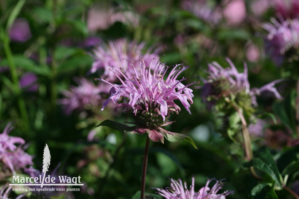 Monarda Violet Queen