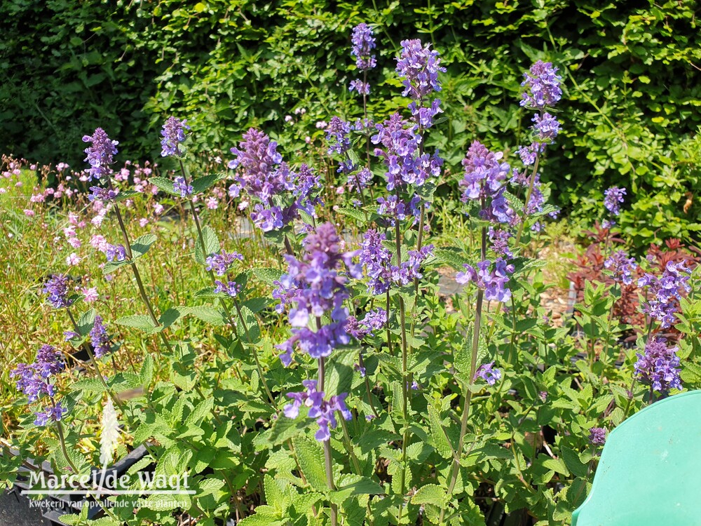 Nepeta Chettle Blue