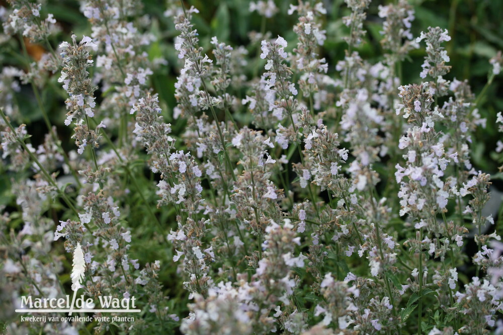 Nepeta faassenii Gletschereis