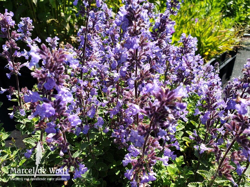 Nepeta faassenii Purrsian Blue