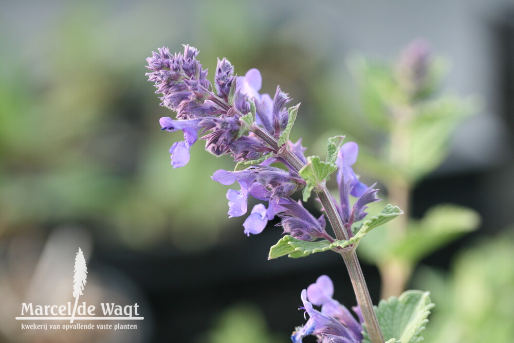 Nepeta faassenii Six Hills Giant