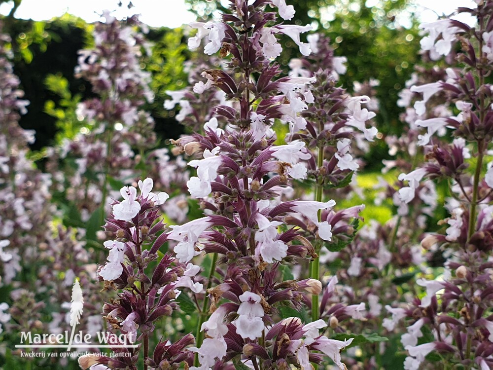 Nepeta grandiflora Dawn to Dusk