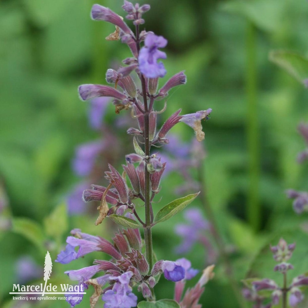 Nepeta grandiflora Pool Bank