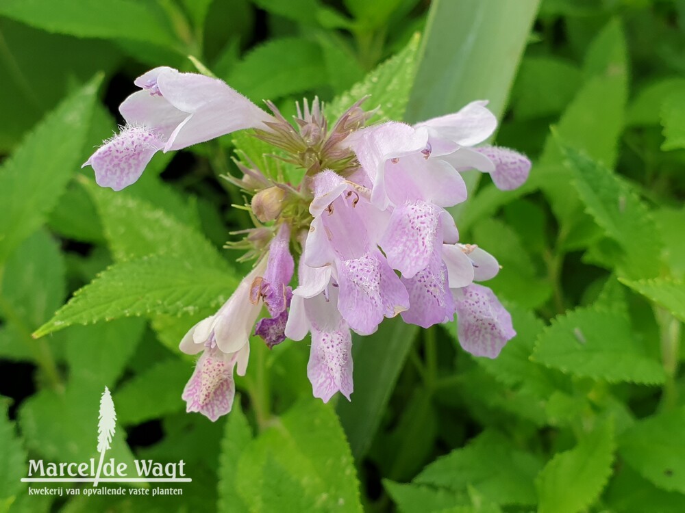 Nepeta kubanica NK 1301-70