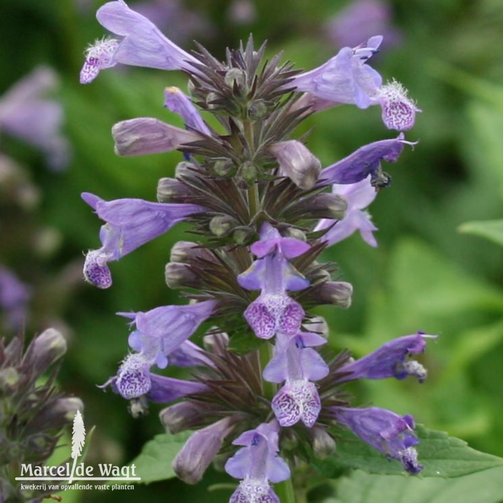 Nepeta kubanica