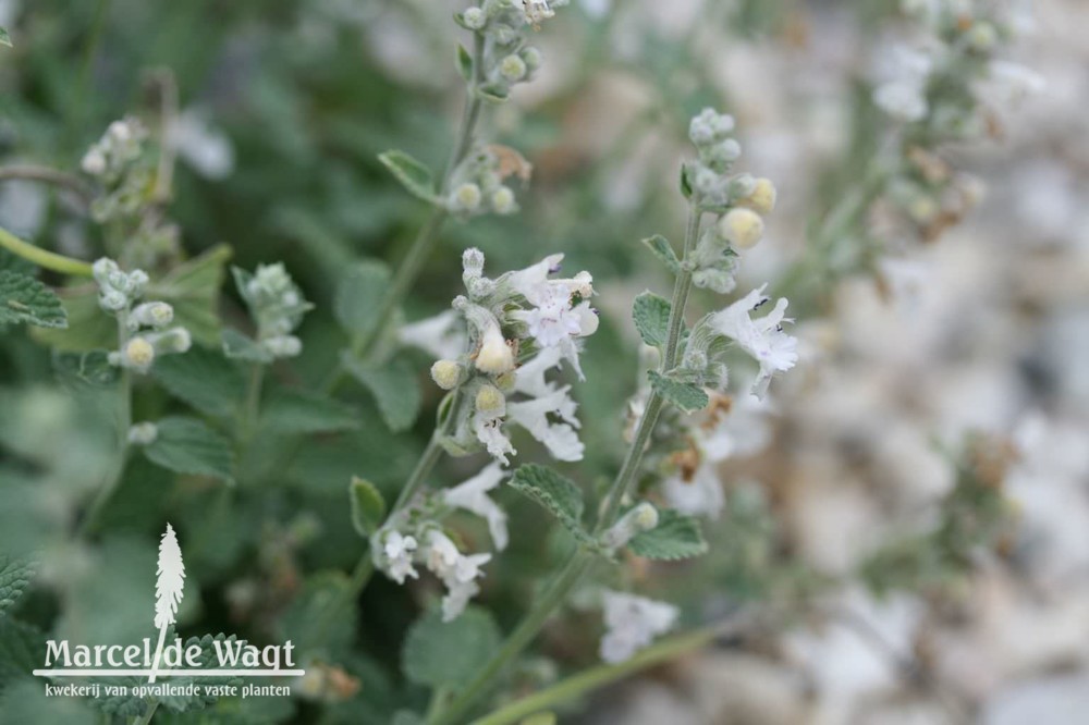 Nepeta Maurice