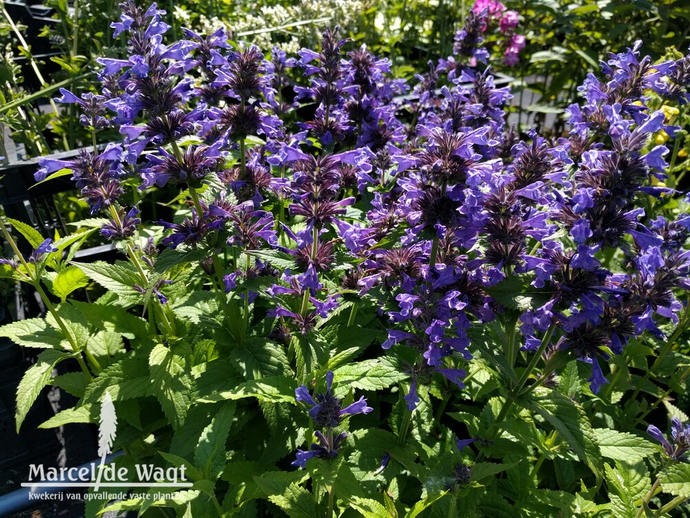 Nepeta Neptune