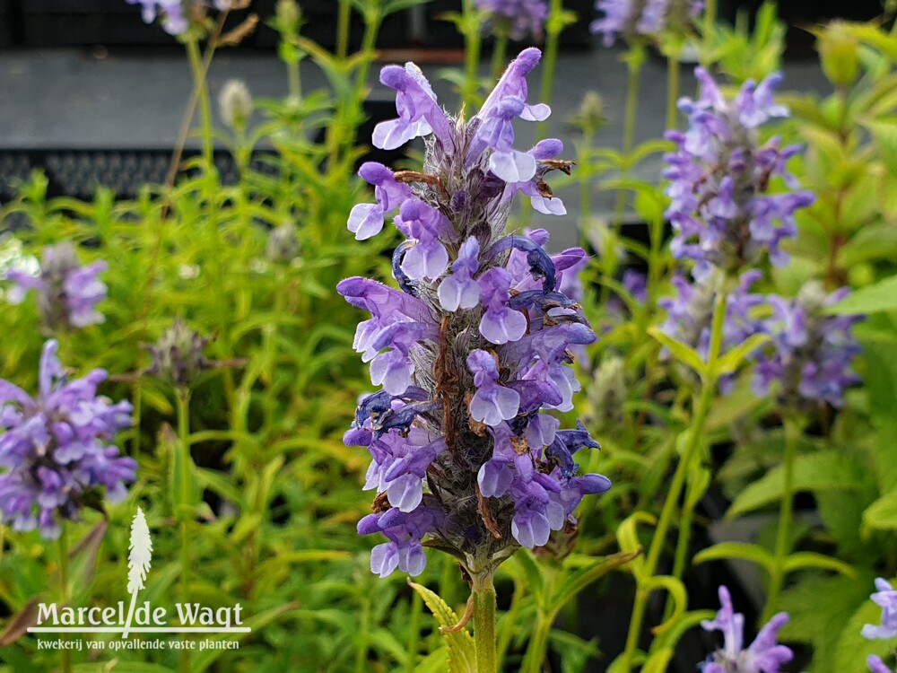 Nepeta nervosa Blue Moon