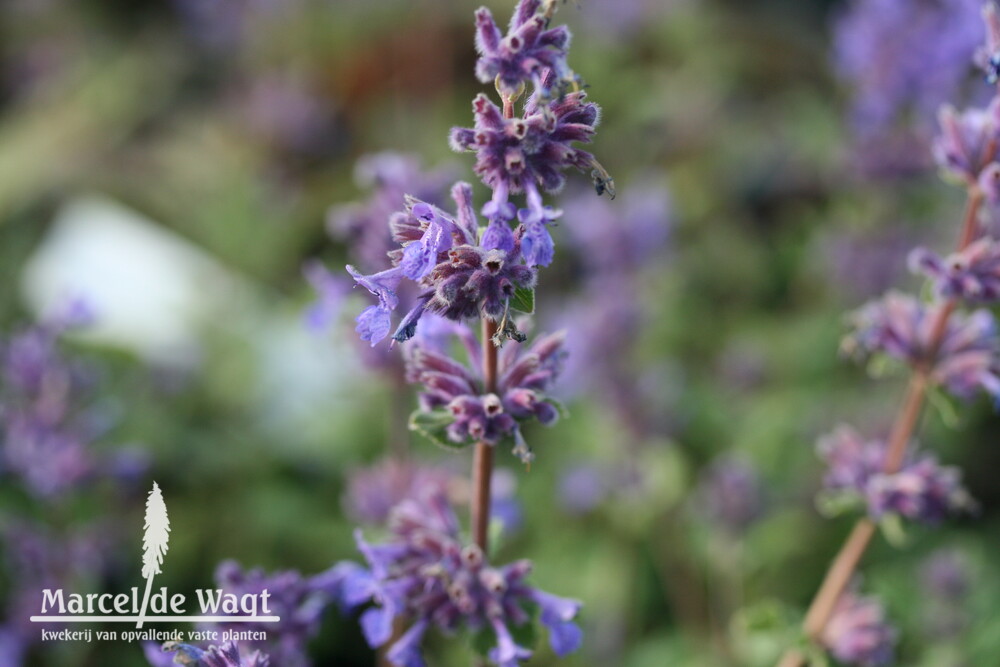 Nepeta racemosa Grog