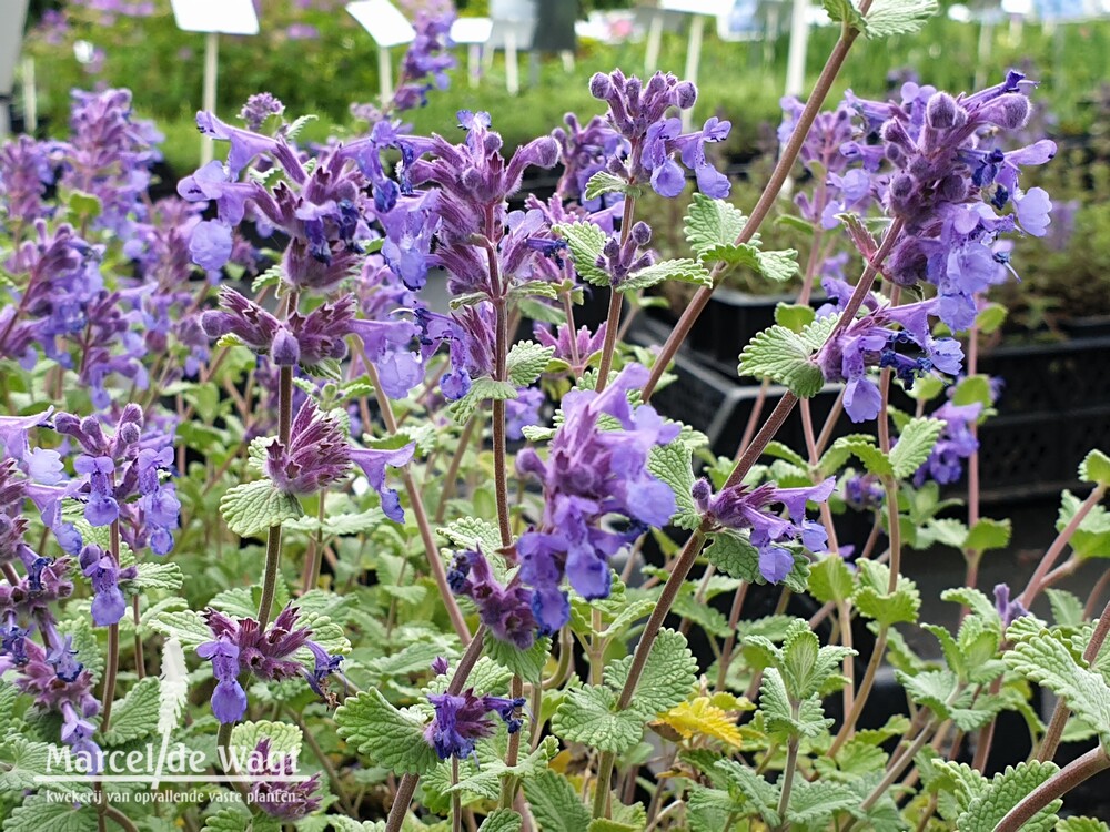 Nepeta racemosa Superba