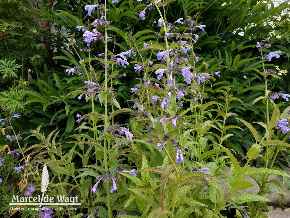 Nepeta sibirica Souvenir d'Andre Chaudron