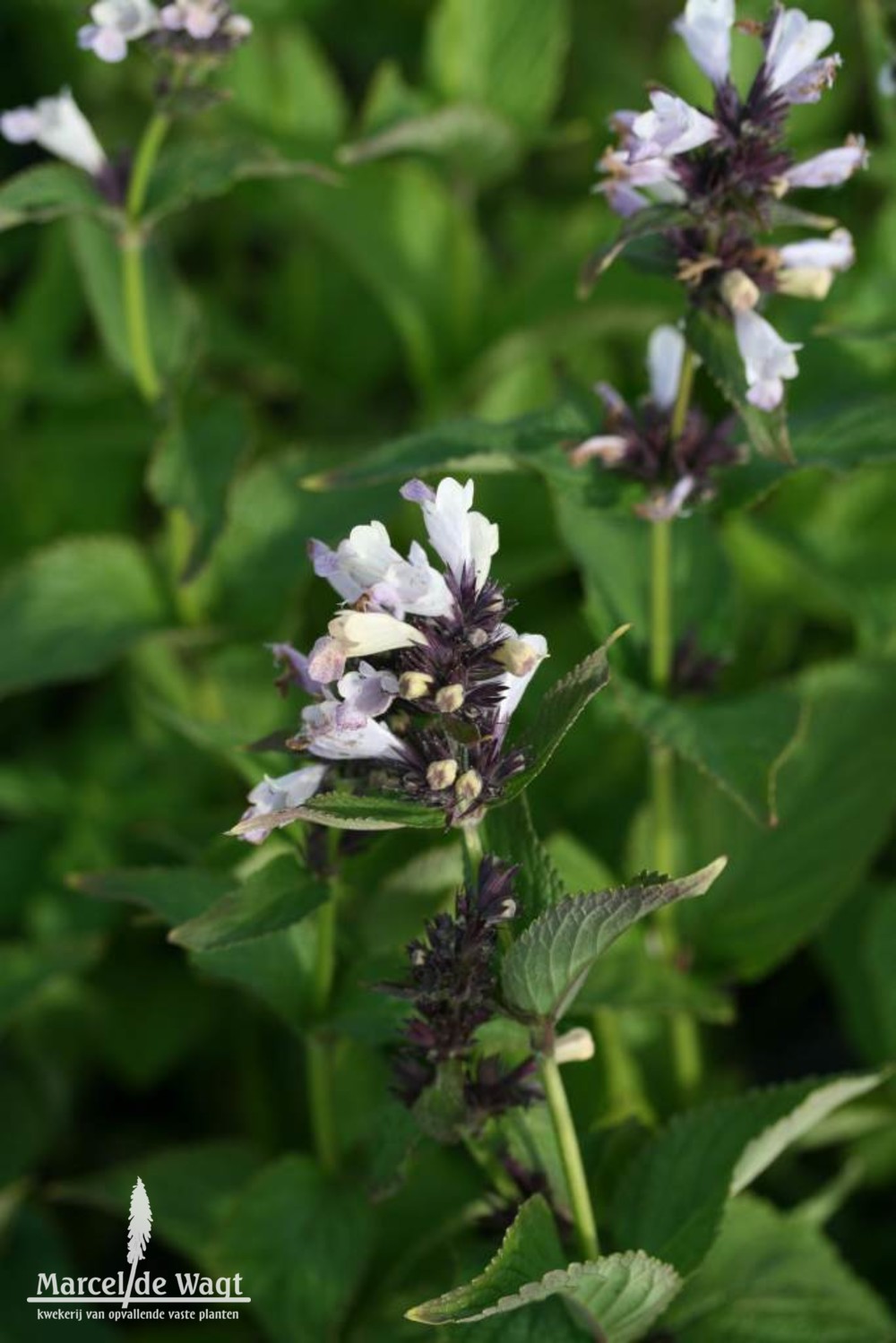 Nepeta subsessilis Sweet Dreams