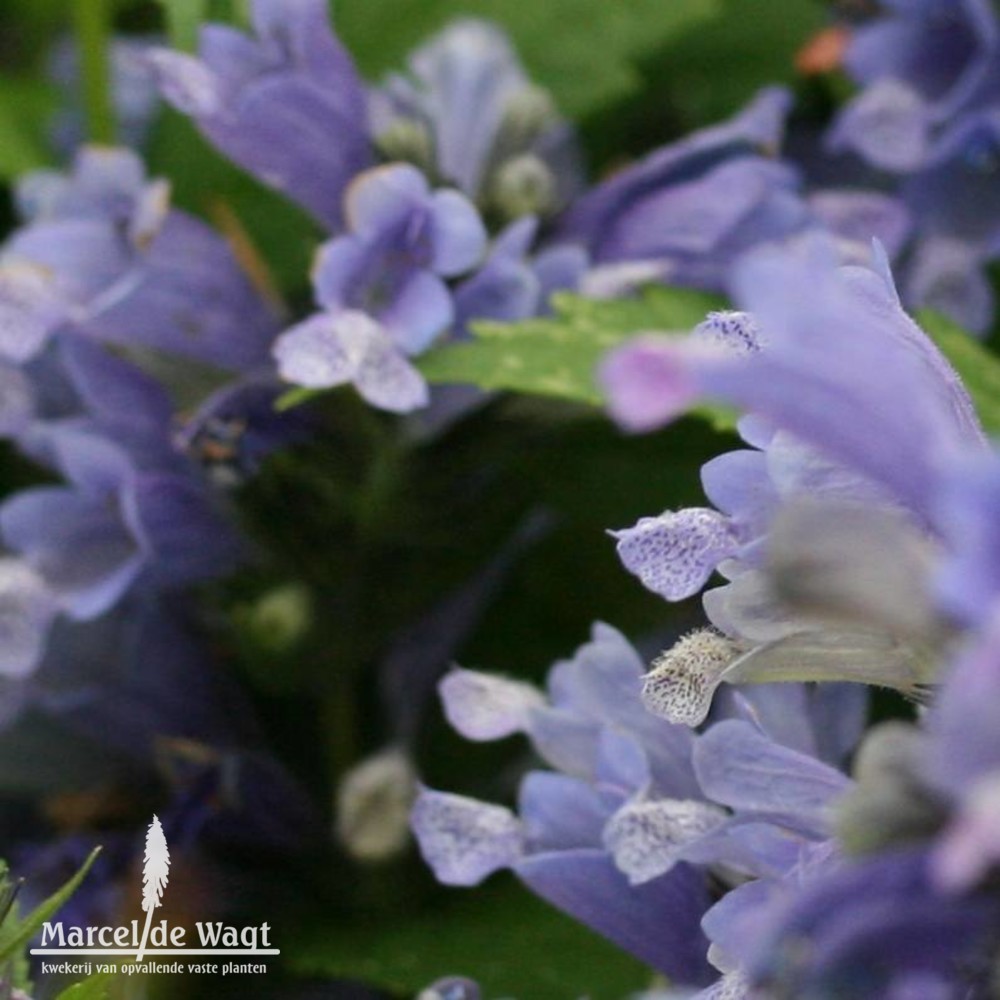 Nepeta subsessilis Washfield