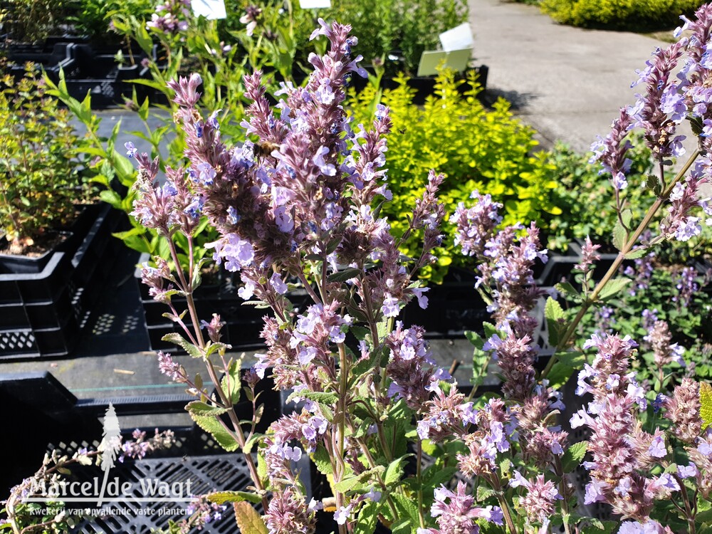 Nepeta Veluws Blauwtje