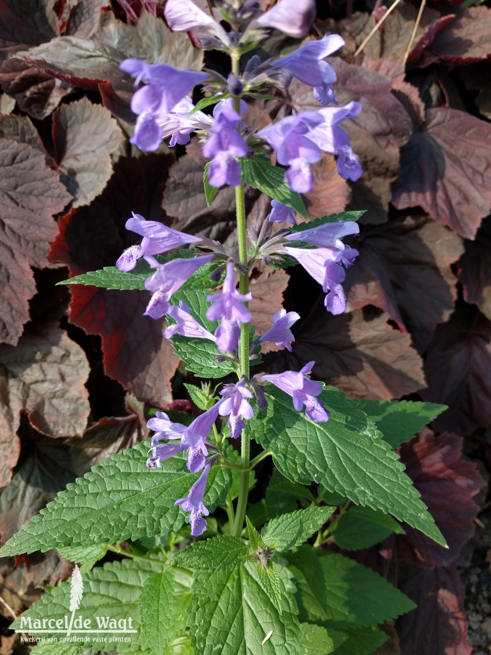 Nepeta Weinheim Big Blue