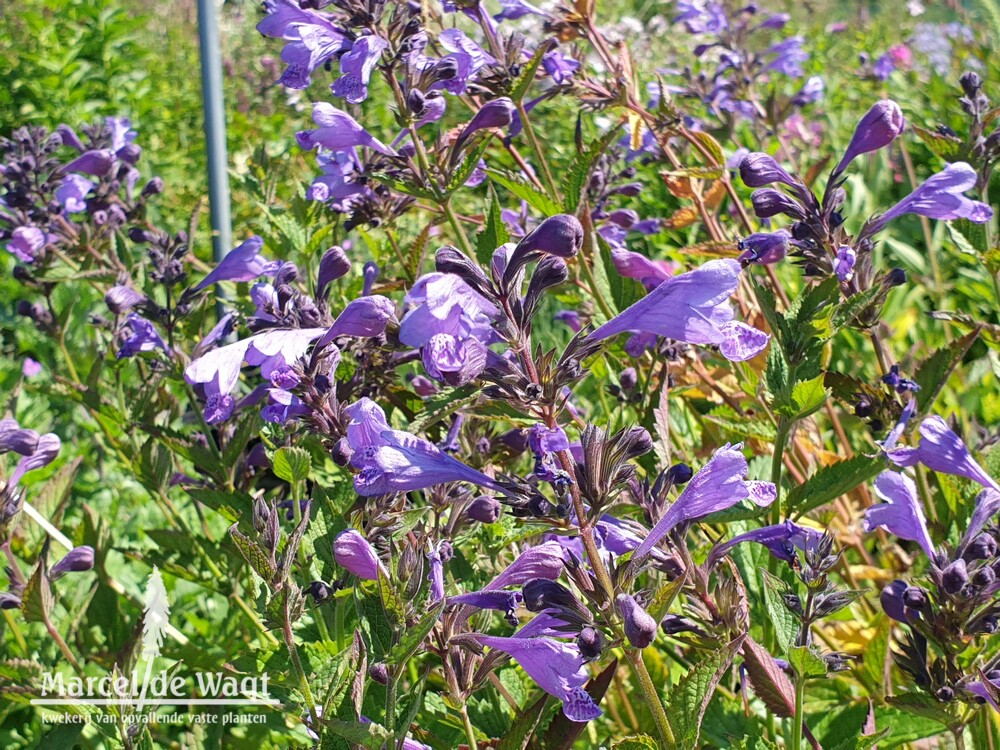 Nepeta yunnanensis Blue Dragon