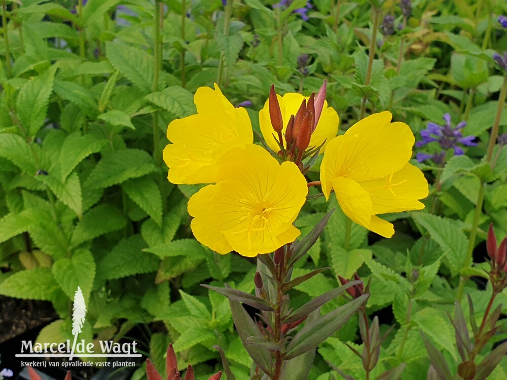 Oenothera fruticosa glauca Sonnenwende