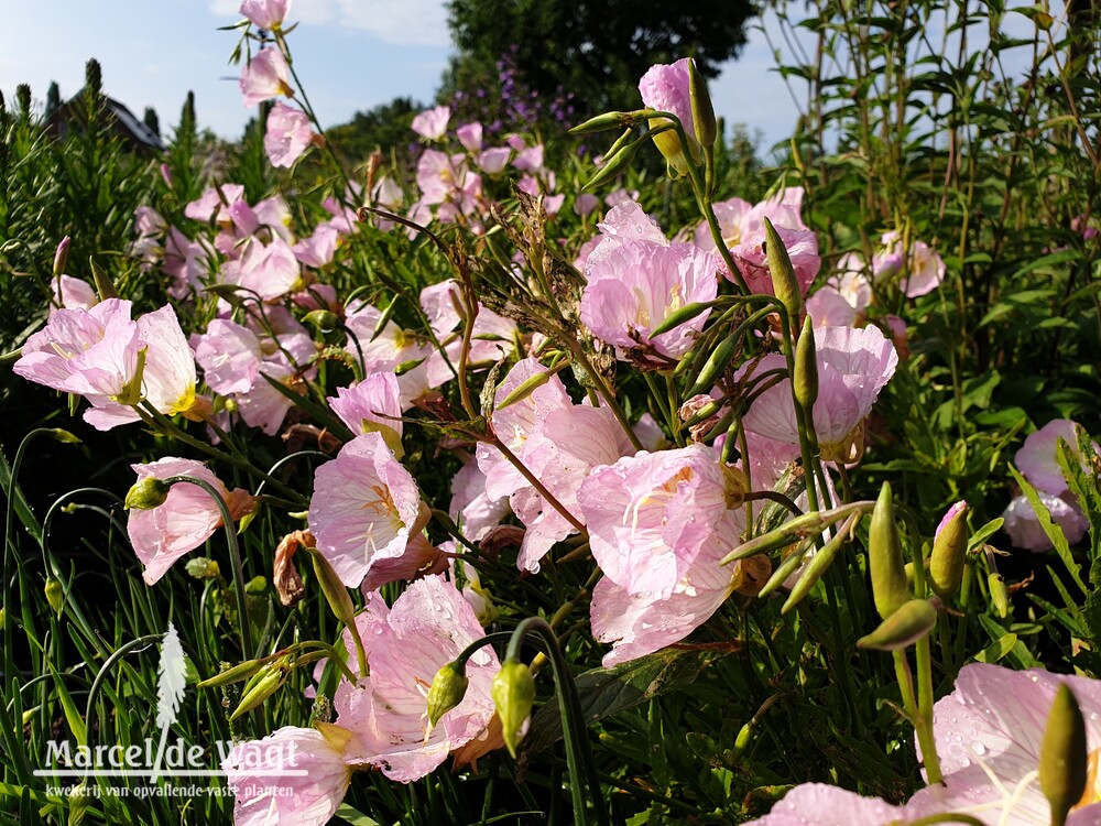 Oenothera speciosa Siskyou