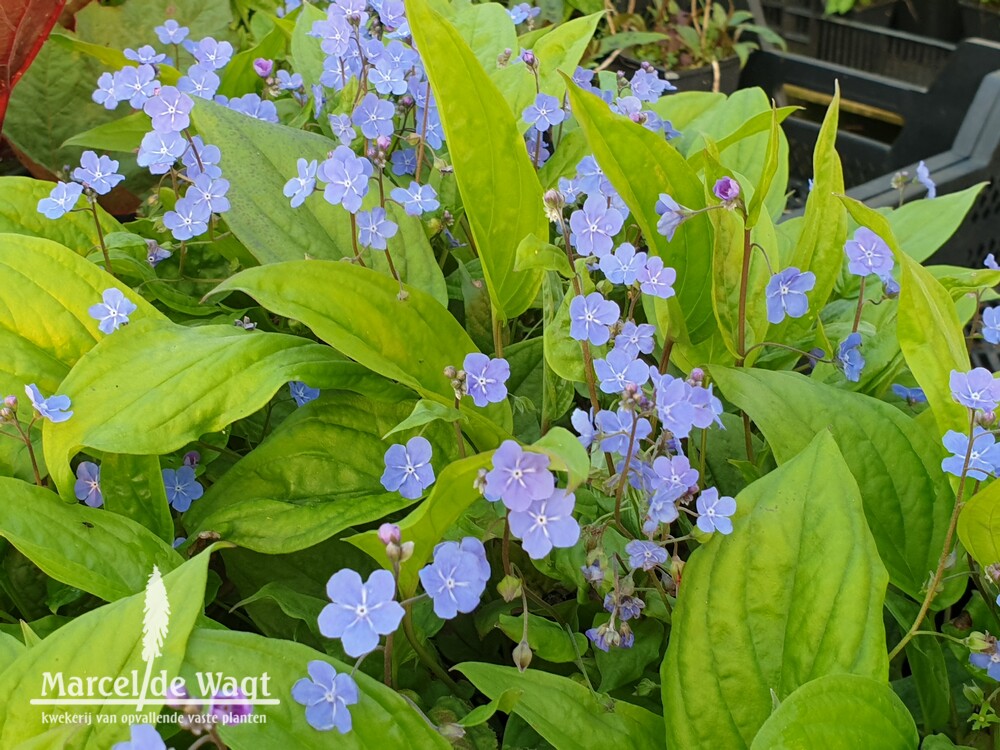 Omphalodes cappadocicia Cherry Ingram