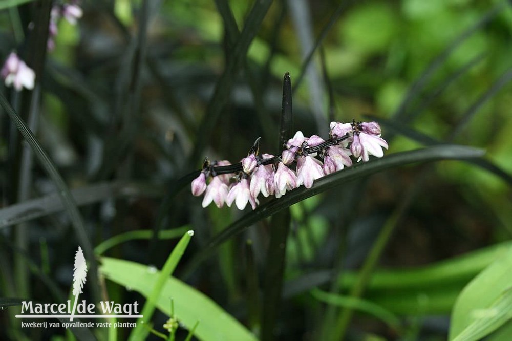 Ophiopogon planiscapus Nigrescens