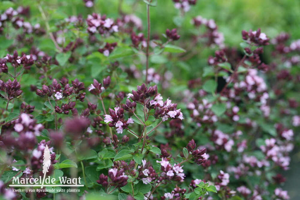 Origanum Gentle Breeze