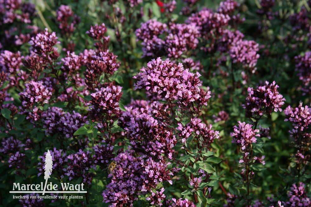 Origanum laevigatum Herrenhausen