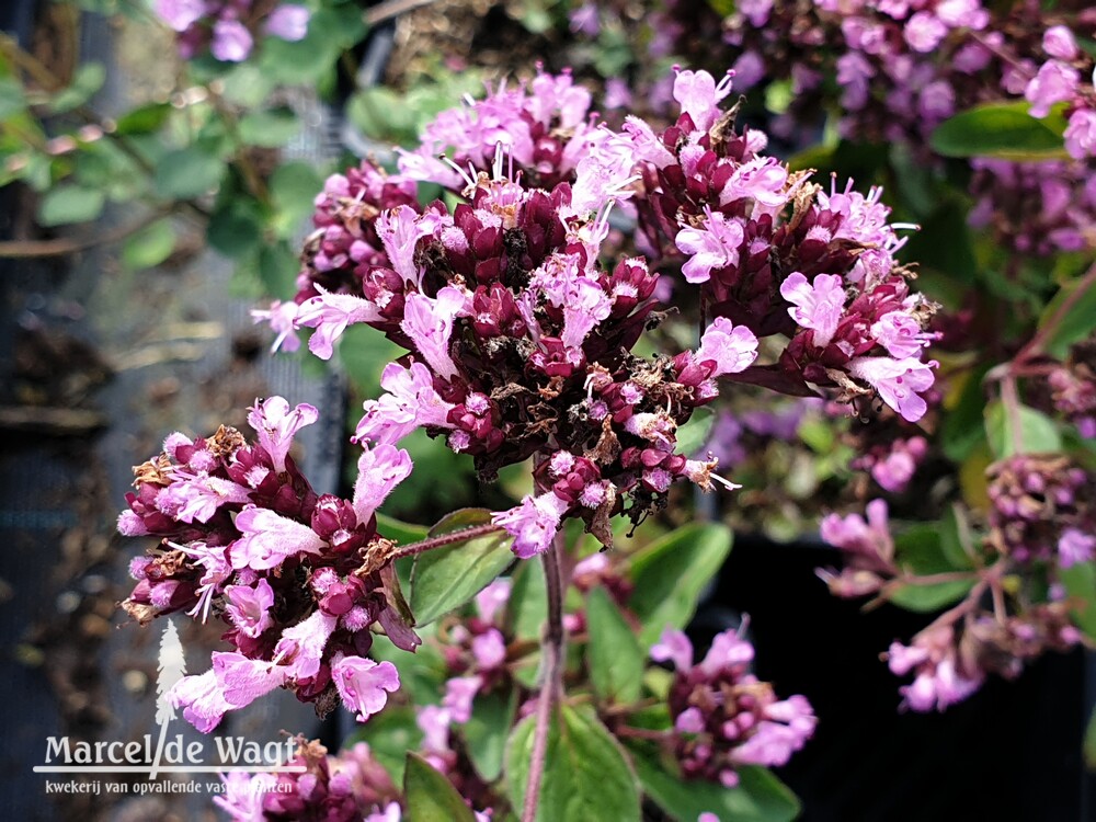Origanum Marchants Seedling