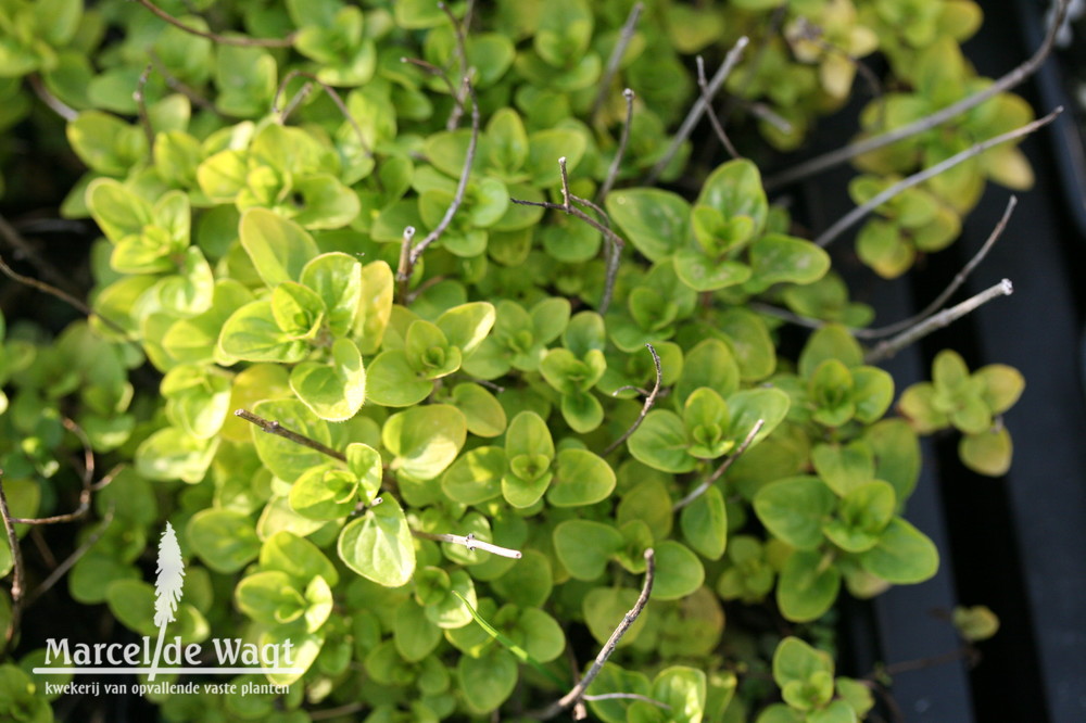 Origanum Thumble Variety