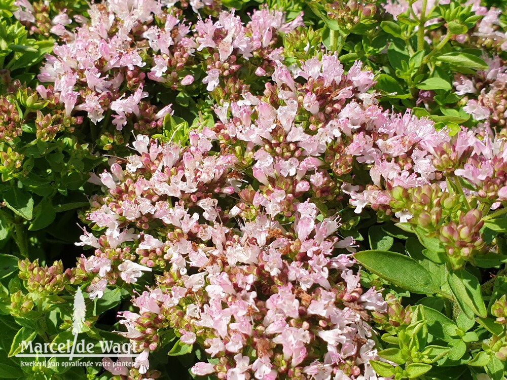 Origanum vulgare Compactum