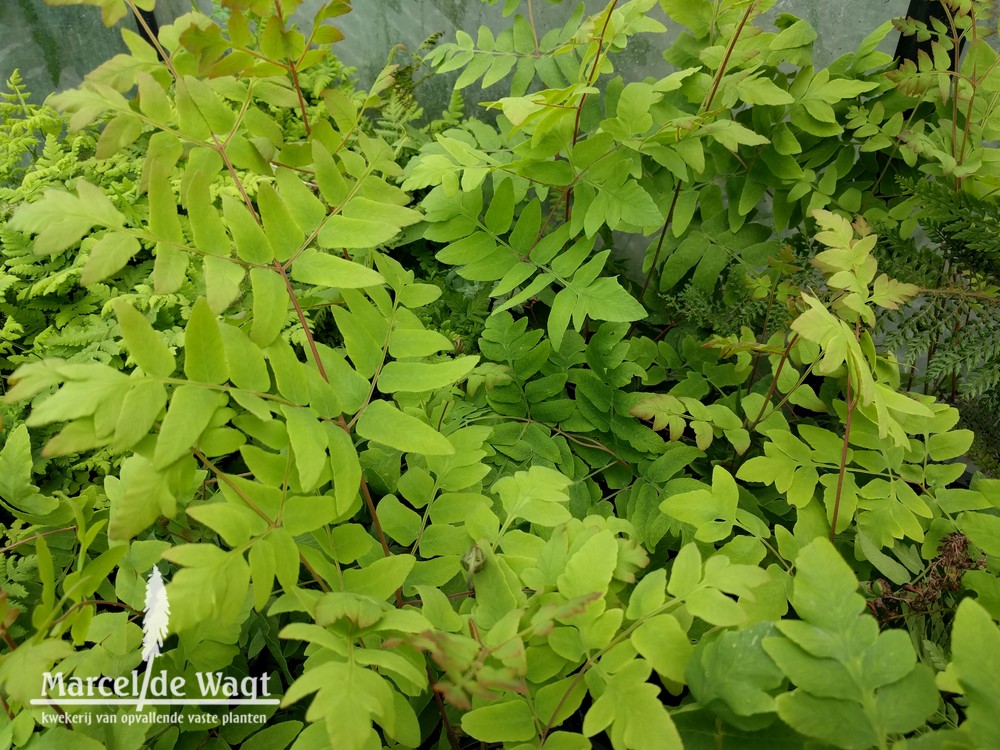 Osmunda regalis Purpurascens