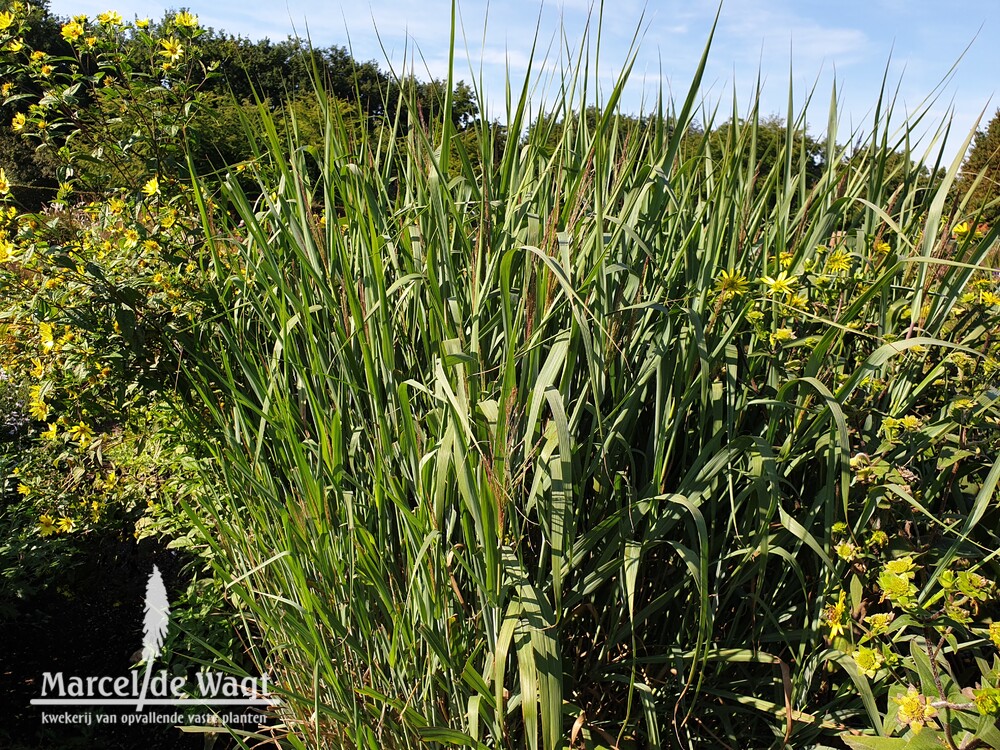 Panicum virgatum Dallas Blue