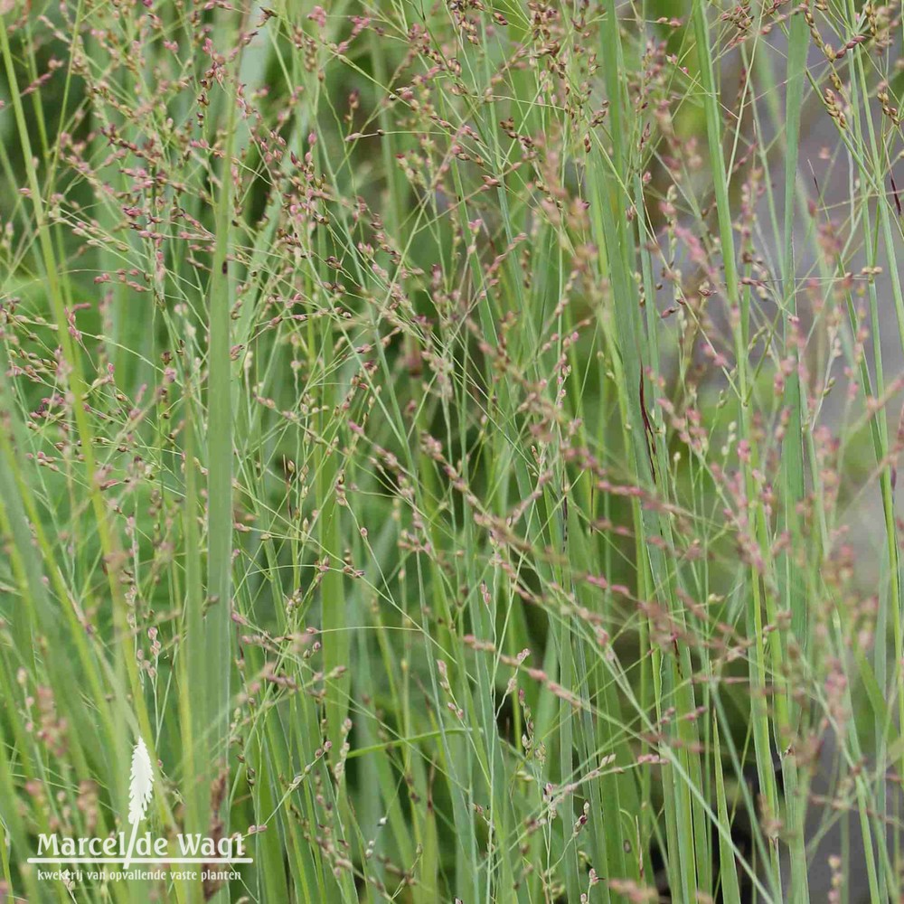 Panicum virgatum Heavy Metal