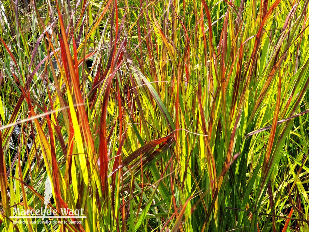 Panicum virgatum Sangria