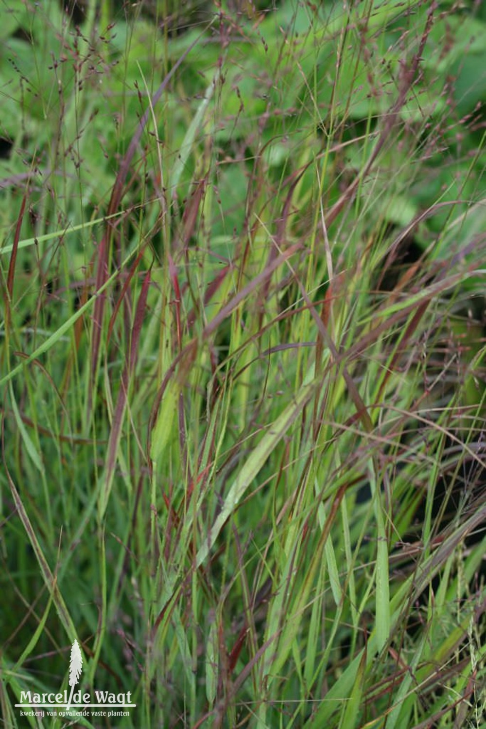 Panicum virgatum Shenandoah