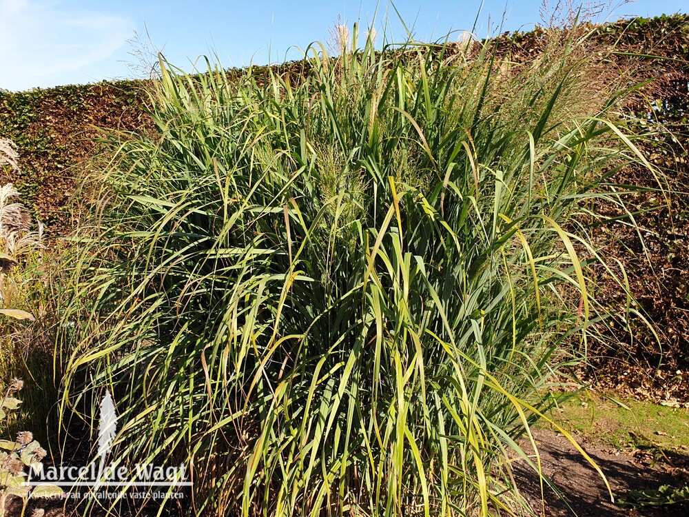 Panicum virgatum Thundercloud
