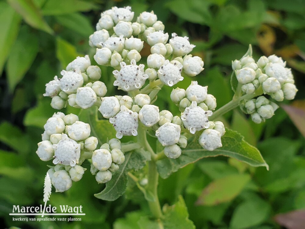 Parthenium integrifolium