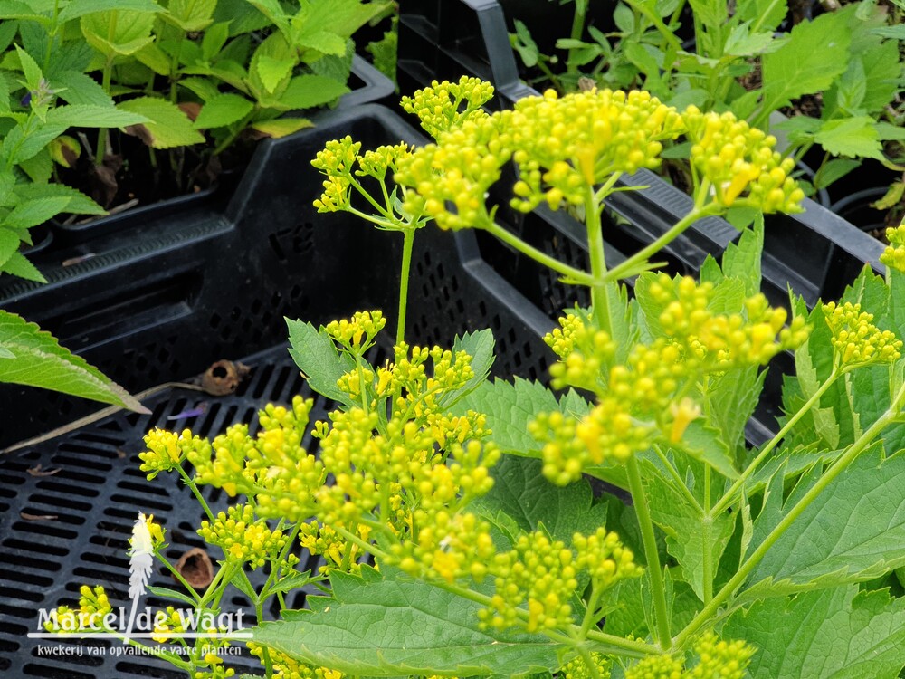 Patrinia gibbosa