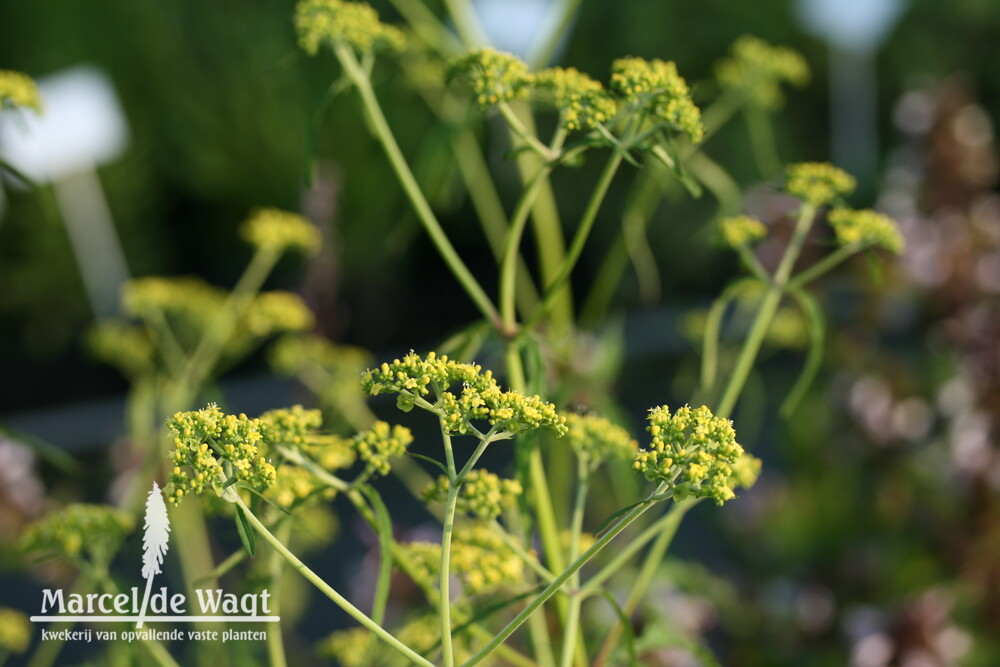 Patrinia monandra