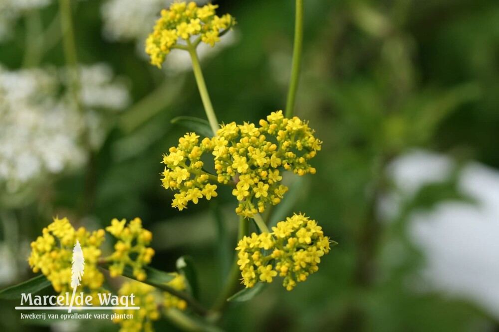 Patrinia scabiosfolia