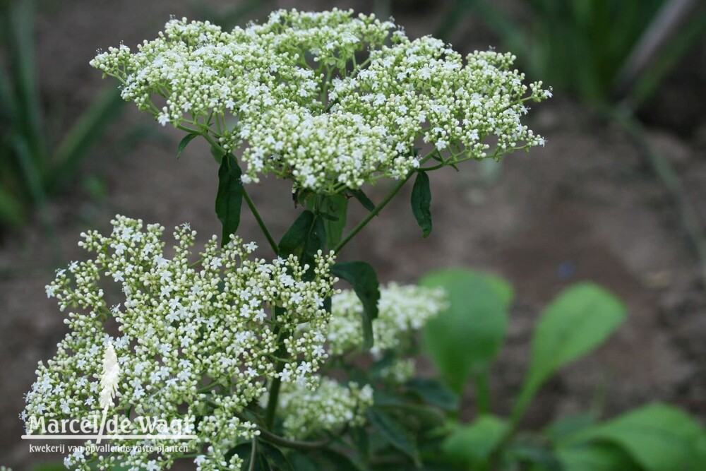 Patrinia villosa