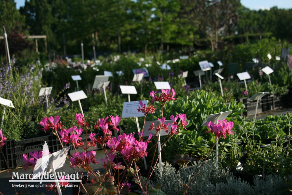 Pelargonium endlicherianum