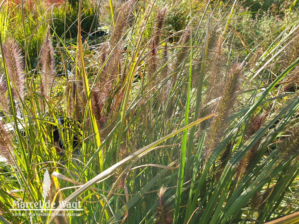 Pennisetum alopecuroides Black Alvernee