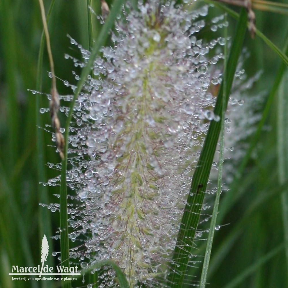 Pennisetum alopecuroides Gelb Stiel