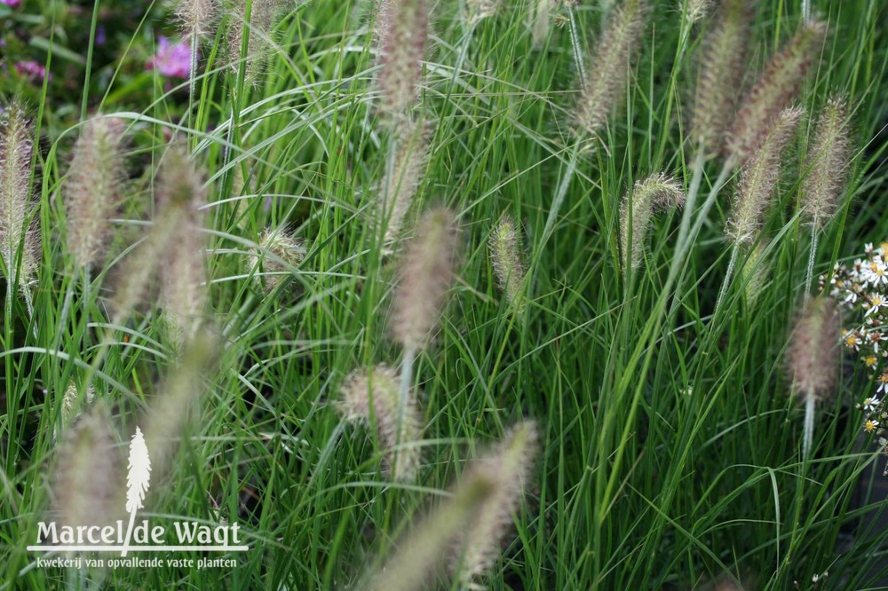 Pennisetum alopecuroides Hameln