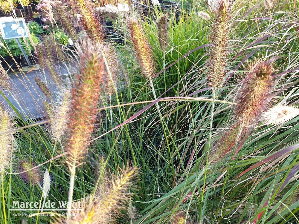 Pennisetum alopecuroides Moudry